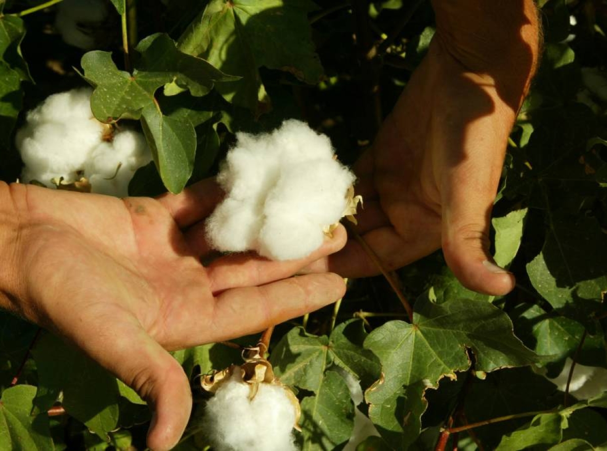 CottonIndustry